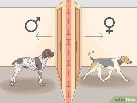 14 Ways to Calm a Sexually Excited Dog